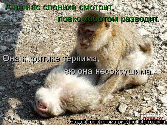 Котоматрица: А на нас слониха смотрит, ловко хоботом разводит. Она к критике терпима, ею она несокрушима.