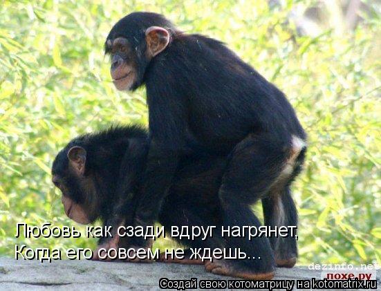 Любовь как сзади вдруг нагрянет, Когда его совсем не ждешь...... Котоматрица: Любовь как сзади вдруг нагрянет, Когда его совсем не ждешь...
