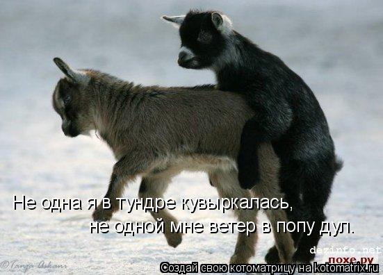 Не одна я в тундре кувыркалась, не одной мне ветер в попу дул.... Котоматрица: Не одна я в тундре кувыркалась, не одной мне ветер в попу дул.
