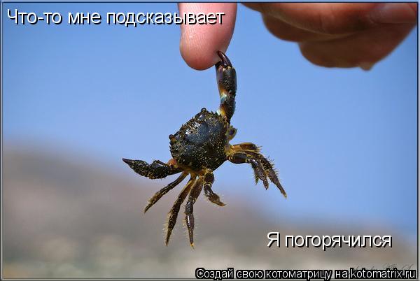 Что-то мне подсказывает Я погорячился... Котоматрица: Что-то мне подсказывает Я погорячился