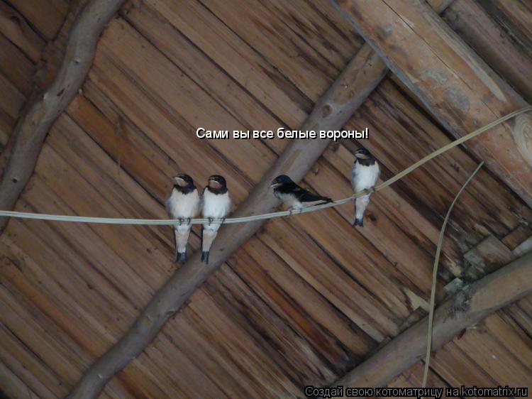 Сами вы все белые вороны!... Котоматрица: Сами вы все белые вороны!