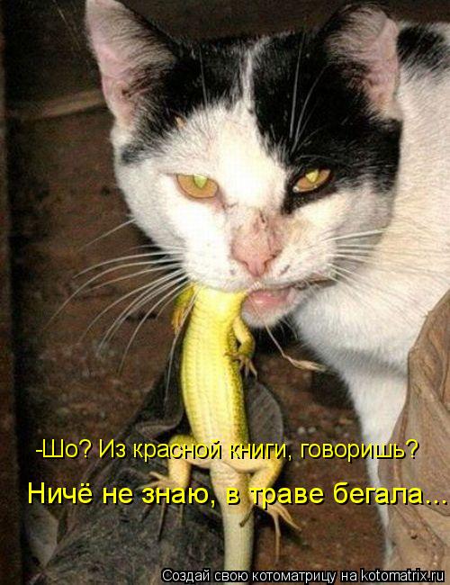 -Шо? Из красной книги, говоришь? Ничё не знаю, в траве бегала...... Котоматрица: -Шо? Из красной книги, говоришь? Ничё не знаю, в траве бегала...