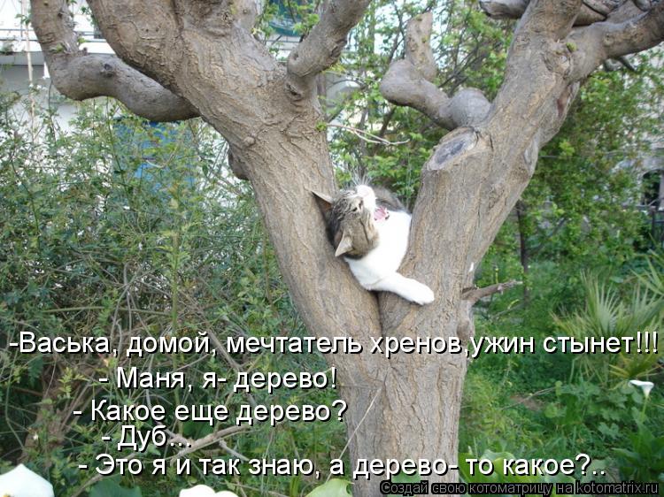 - Это я и так знаю, а дерево- то какое?.. - Дуб... - Какое еще дерево? - Маня, я- дерево! -Васька, до... Котоматрица: - Это я и так знаю, а дерево- то какое?.. - Дуб... - Какое еще дерево? - Маня, я- дерево! -Васька, домой, мечтатель хренов,ужин стынет!!!