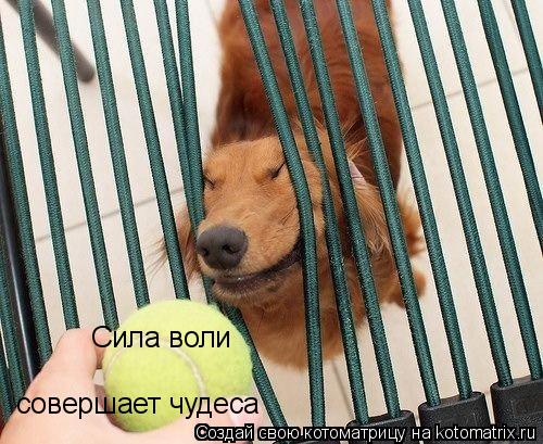 Котоматрица: Сила воли совершает чудеса