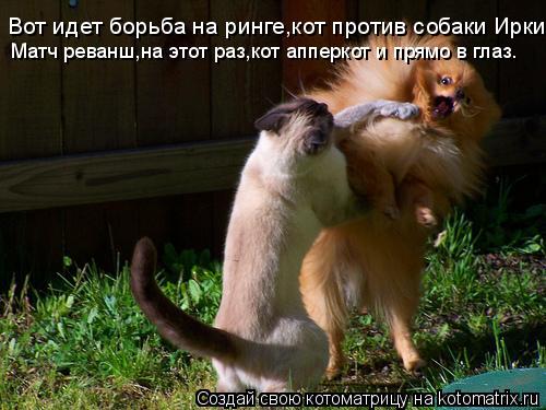 Котоматрица: Вот идет борьба на ринге,кот против собаки Ирки. Матч реванш,на этот раз,кот апперкот и прямо в глаз.