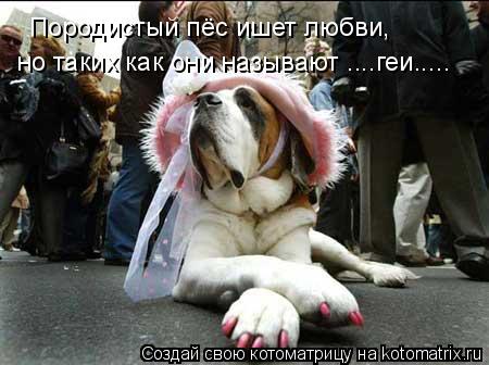 Котоматрица: Породистый пёс ишет любви, но таких как они называют ....геи.....