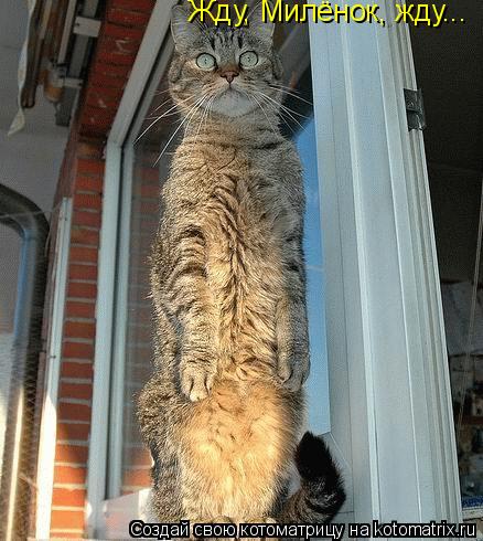 Жду, Милёнок, жду...... Котоматрица: Жду, Милёнок, жду...