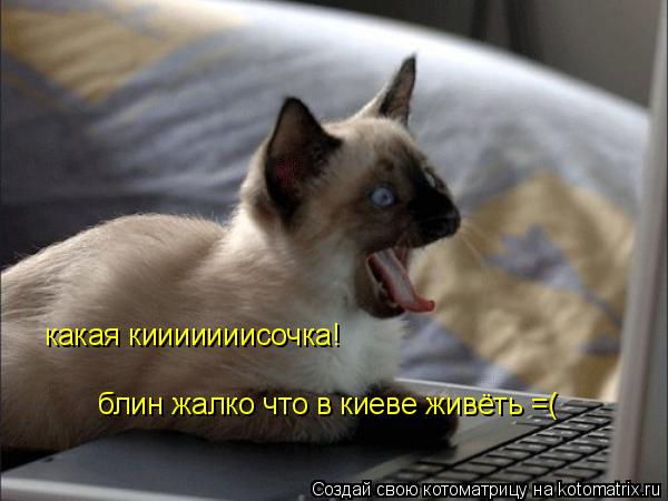 какая кииииииисочка! блин жалко что в киеве живёть =(... Котоматрица: какая кииииииисочка! блин жалко что в киеве живёть =(