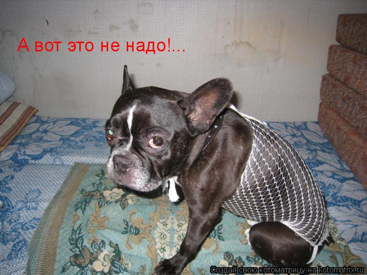 А вот это не надо!...... Котоматрица: А вот это не надо!...