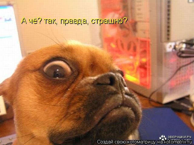 А чё? так, правда, страшно?... Котоматрица: А чё? так, правда, страшно?