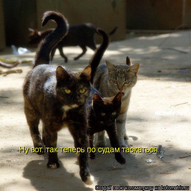Ну вот..так теперь по судам таскаться...... Котоматрица: Ну вот..так теперь по судам таскаться...