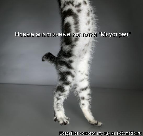 Новые эластичные колготки "Мяустреч"... Котоматрица: Новые эластичные колготки "Мяустреч"