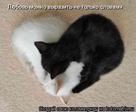 Любовь можно выразить не только словами... Котоматрица: Любовь можно выразить не только словами