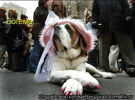 Богема...... Котоматрица: Богема...