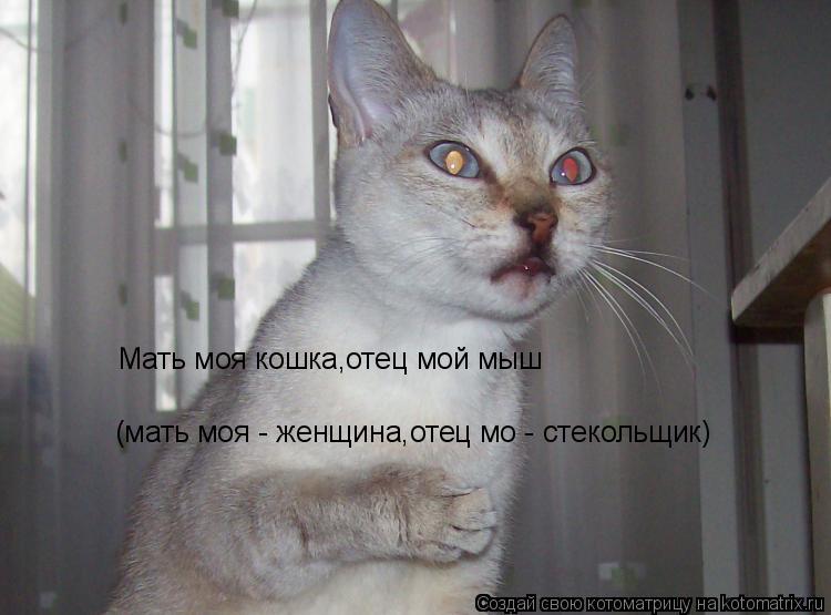 Мать моя кошка,отец мой мыш (мать моя - женщина,отец мо - стекольщик)... Котоматрица: Мать моя кошка,отец мой мыш (мать моя - женщина,отец мо - стекольщик)