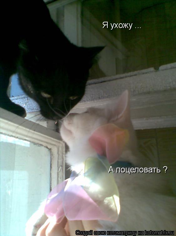А поцеловать ? Я ухожу ...... Котоматрица: А поцеловать ? Я ухожу ...