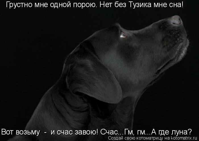 Грустно мне одной порою. Нет без Тузика мне сна! Вот возьму - и счас завою! Счас...Гм, гм...А где л... Котоматрица: Грустно мне одной порою. Нет без Тузика мне сна! Вот возьму - и счас завою! Счас...Гм, гм...А где луна?