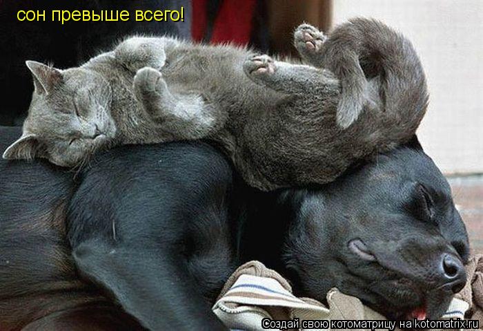 Котоматрица: сон превыше всего!