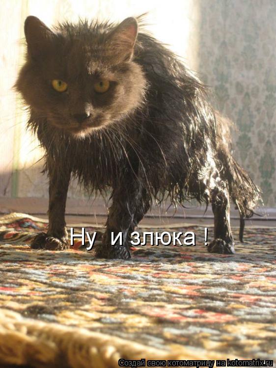 Ну и злюка !... Котоматрица: Ну и злюка !