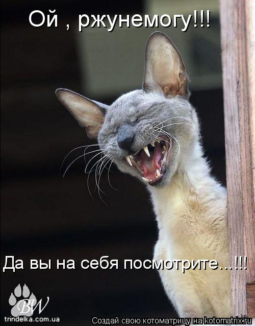 Ой , ржунемогу!!! Да вы на себя посмотрите...!!!... Котоматрица: Ой , ржунемогу!!! Да вы на себя посмотрите...!!!