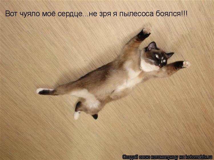 Вот чуяло моё сердце...не зря я пылесоса боялся!!!... Котоматрица: Вот чуяло моё сердце...не зря я пылесоса боялся!!!