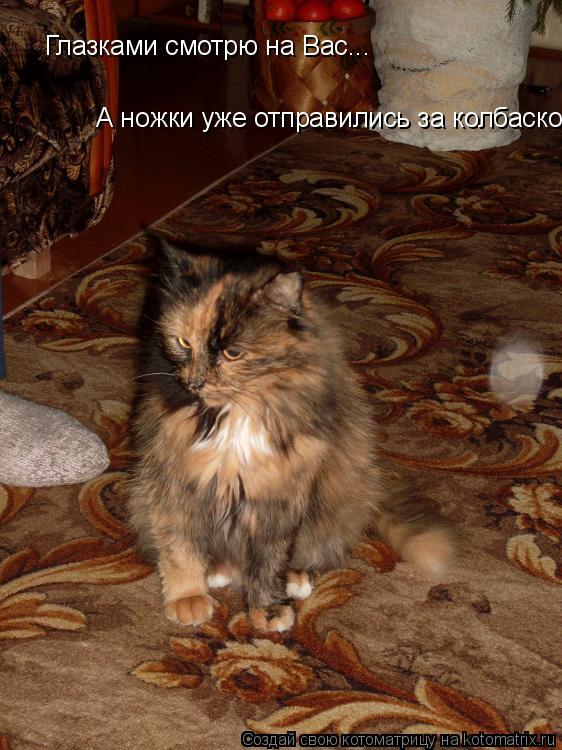 Глазками смотрю на Вас... А ножки уже отправились за колбаской!!!... Котоматрица: Глазками смотрю на Вас... А ножки уже отправились за колбаской!!!