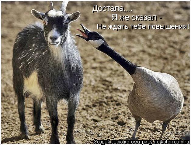 Достала.... Я же сказал - Не ждать тебе повышения!... Котоматрица: Достала.... Я же сказал - Не ждать тебе повышения!