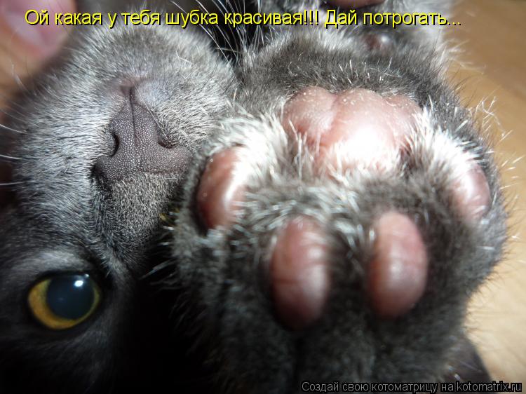 Котоматрица: Ой какая у тебя шубка красивая!!! Дай потрогать...