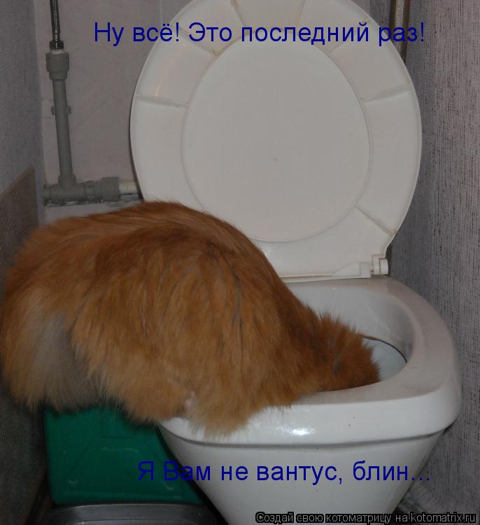 Котоматрица: Ну всё! Это последний раз! Ну всё! Это последний раз! Я Вам не вантус, блин... Я Вам не вантус, блин...