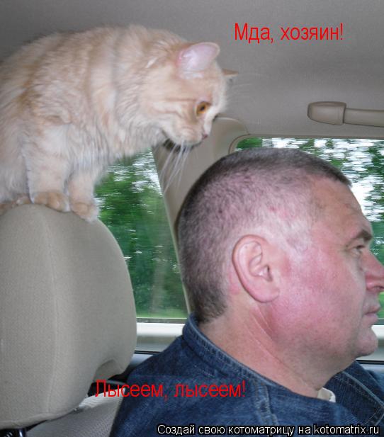 Котоматрица: Мда, хозяин! Мда, хозяин! Лысеем, лысеем! Лысеем, лысеем!