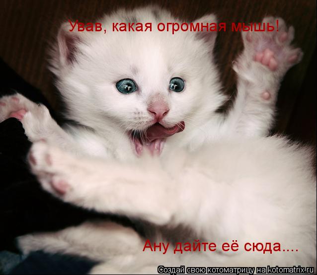 Котоматрица: Ував, какаяогромная мышь! Ану дайте её сюда.... Ував, какая огромная мышь!