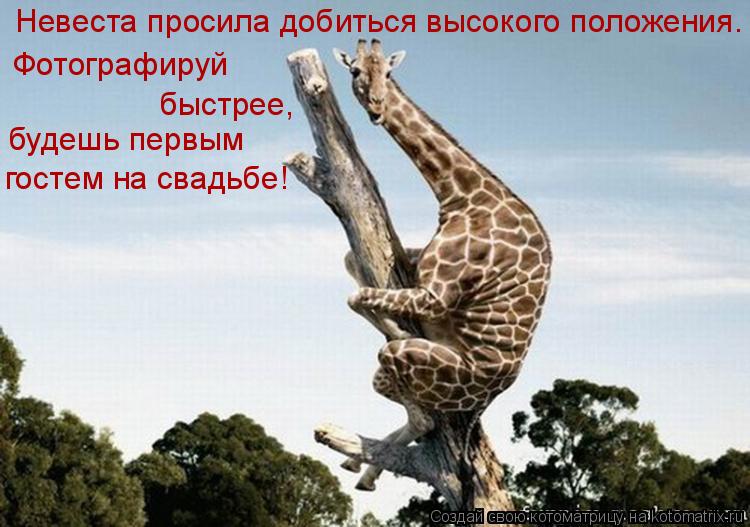 Невеста просила добиться высокого положения. Фотографируй быстрее, будешь первым гостем на свадьбе... Котоматрица: Невеста просила добиться высокого положения. Фотографируй быстрее, будешь первым гостем на свадьбе!