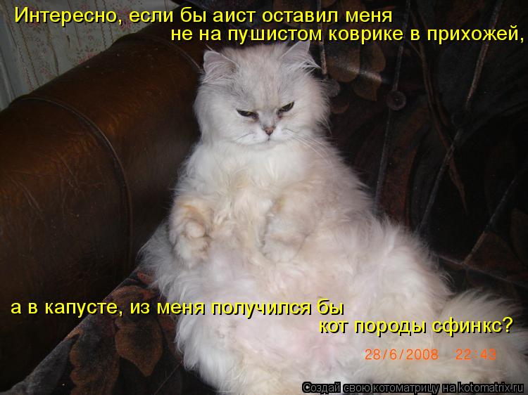 Котоматрица: Интересно, если бы аист оставил меня  не на пушистом коврике в прихожей,   а в капусте, из меня получился бы  кот породы сфинкс?