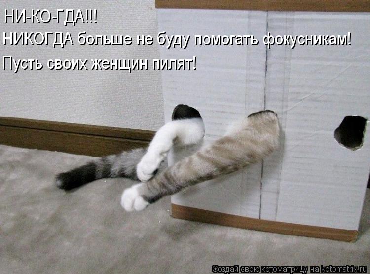 НИ-КО-ГДА!!! НИКОГДА больше не буду помогать фокусникам! Пусть своих женщин пилят!... Котоматрица: НИ-КО-ГДА!!! НИКОГДА больше не буду помогать фокусникам! Пусть своих женщин пилят!