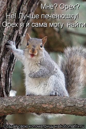 Котоматрица: Мне? Орех?  Не! Лучше печенюшку!  Орех я и сама могу  найти!