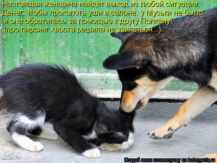 Котоматрица: Настоящая женщина найдёт выход из любой ситуации. Денег, чтобы проколоть уши в салоне, у Муськи не было и она обратилась за помощью к другу П