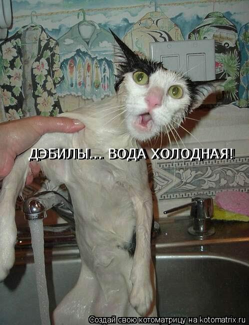 Котоматрица: ДЭБИЛЫ... ВОДА ХОЛОДНАЯ! ДЭБИЛЫ... ВОДА ХОЛОДНАЯ!