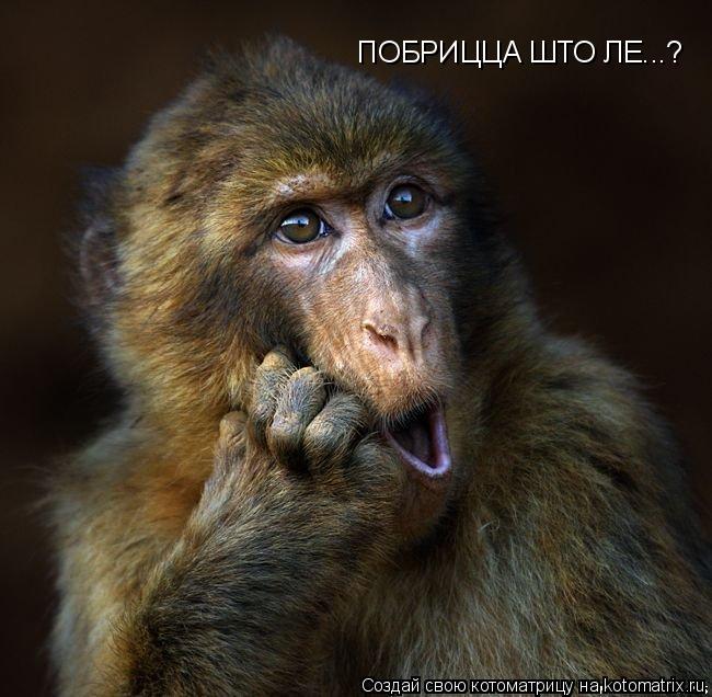 Котоматрица: ПОБРИЦЦА ШТО ЛЕ...?
