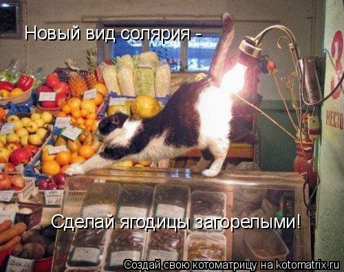 Котоматрица: Новый вид солярия -  Сделай ягодицы загорелыми!