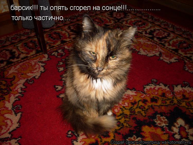Котоматрица: барсик!!! ты опять сгорел на сонце!!!.................. только частично....