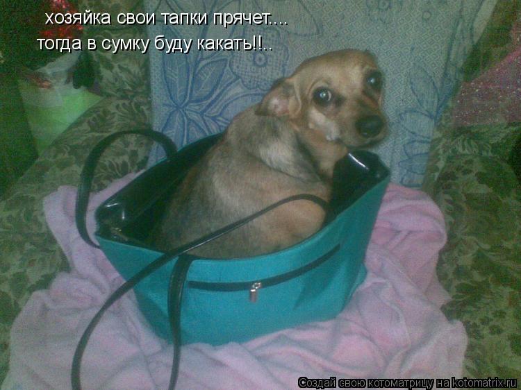 Котоматрица: хозяйка свои тапки прячет.... тогда в сумку буду какать!!..