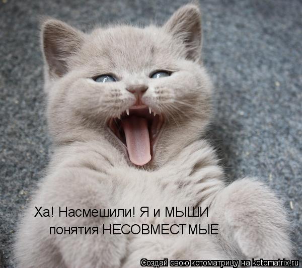 Котоматрица: Ха! Насмешили! Я и МЫШИ понятия НЕСОВМЕСТМЫЕ