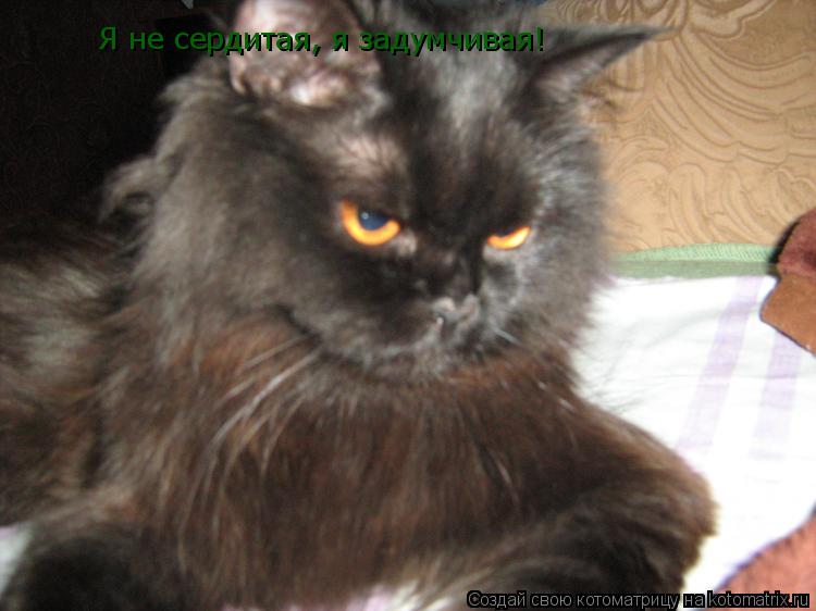 Котоматрица: Я не сердитая, я задумчивая!