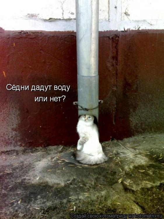 Котоматрица: Сёдни дадут воду  или нет?