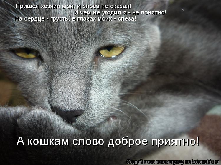 Котоматрица: Пришел хозяин мой, и слова не сказал! И чем не угодил я - не понятно! На сердце - грусть, в глазах моих - слеза! А кошкам слово доброе приятно!