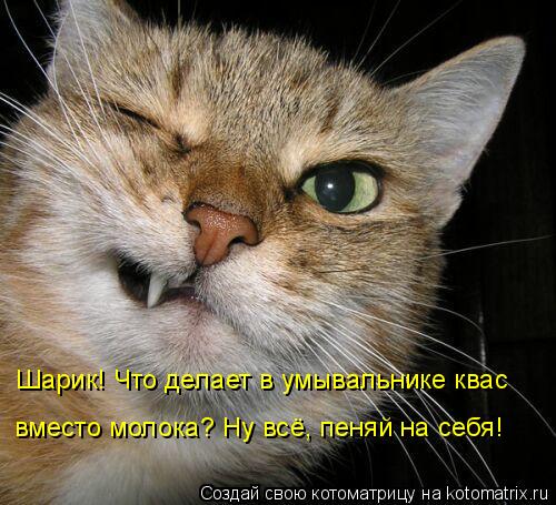 Котоматрица: Шарик! Что делает в умывальнике квас вместо молока? Ну всё, пеняй на себя!
