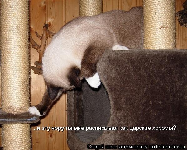 ...и эту нору ты мне расписывал как царские хоромы?... Котоматрица: ...и эту нору ты мне расписывал как царские хоромы?
