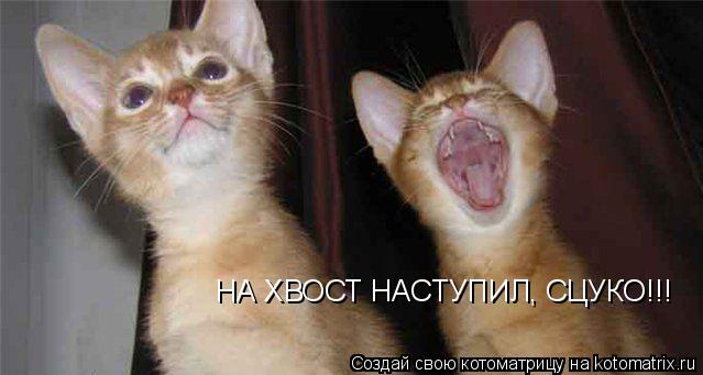 Котоматрица: НА ХВОСТ НАСТУПИЛ, СЦУКО!!!