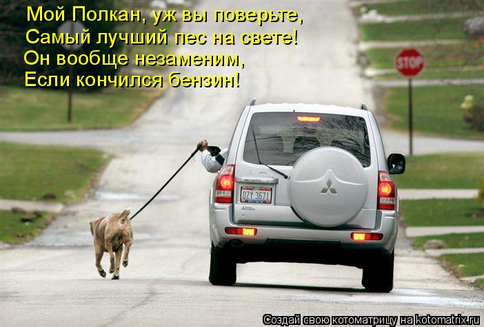 Котоматрица: Мой Полкан, уж вы поверьте, Самый лучший пес на свете! Он вообще незаменим, Если кончился бензин!