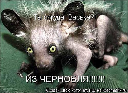 Котоматрица: Ты откуда, Васька?! ИЗ ЧЕРНОБЛЯ!!!!!!!